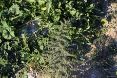 Asparagus acutifolius