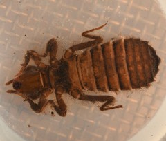 Hylogomphus geminatus