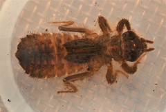 Hylogomphus geminatus