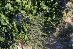 Asparagus acutifolius