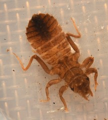 Hylogomphus geminatus