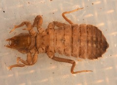 Hylogomphus geminatus