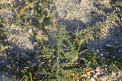 Asparagus acutifolius