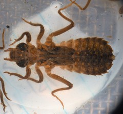 Hylogomphus apomyius