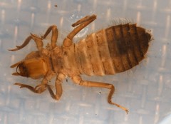 Hylogomphus geminatus