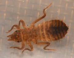 Hylogomphus geminatus