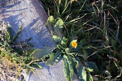 Calendula arvensis