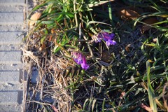 Vicia villosa