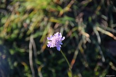 Sixalix atropurpurea