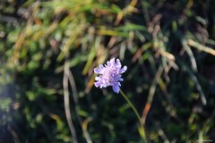 Sixalix atropurpurea