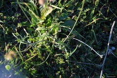 Sixalix atropurpurea