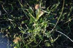 Sixalix atropurpurea