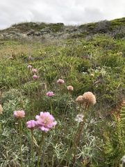 Armeria maritima californica