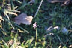 Sixalix atropurpurea