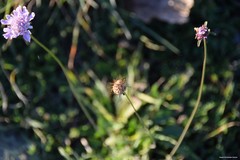 Sixalix atropurpurea