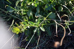 Sixalix atropurpurea