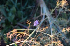 Sixalix atropurpurea