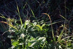 Sixalix atropurpurea