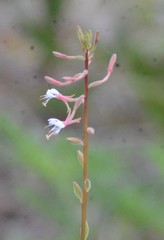 Oenothera simulans