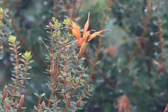 Lambertia inermis inermis