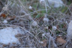 Trifolium hirtum