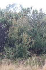 Lambertia inermis inermis