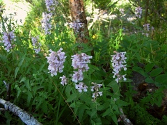 Nepeta latifolia