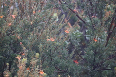Lambertia inermis inermis