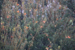 Lambertia inermis inermis