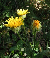 Crepis pyrenaica