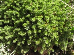 Thymelaea tinctoria