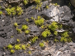Pinguicula longifolia