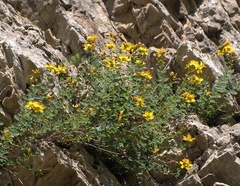 Hypericum nummularium