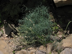 Reseda glauca