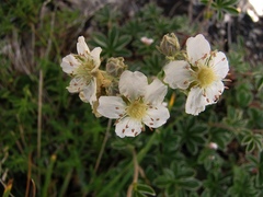 Potentilla alchimilloides
