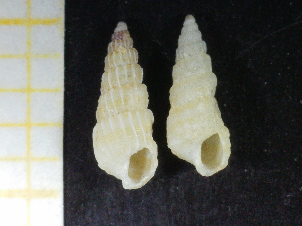 Pyrgiscus