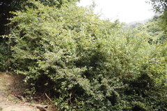 Grewia occidentalis occidentalis