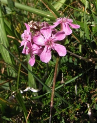 Saponaria caespitosa