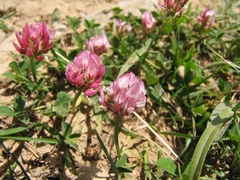 Trifolium thalii