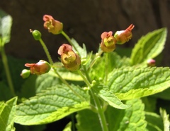 Scrophularia alpestris
