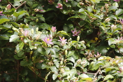 Grewia occidentalis occidentalis