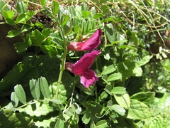 Vicia pyrenaica