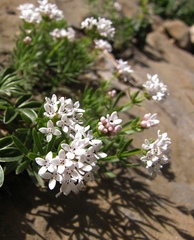 Asperula hirta