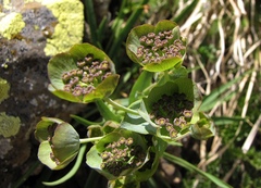 Bupleurum angulosum