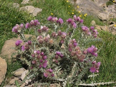 Carduus carlinoides