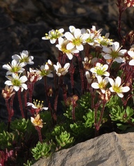 Saxifraga praetermissa