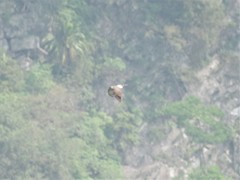 Accipiter trivirgatus