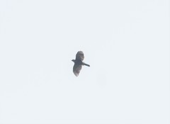 Accipiter trivirgatus