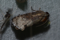 Ecdytolopha