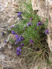 Oxytropis neglecta